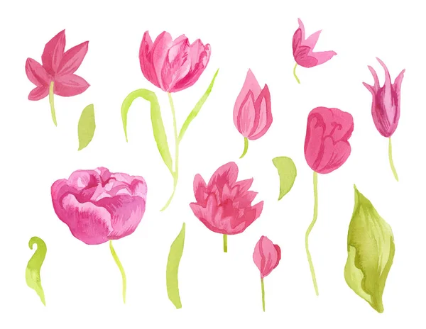 A set of cute pink watercolor tulips with leaves. Clipart collec — Stock Photo, Image