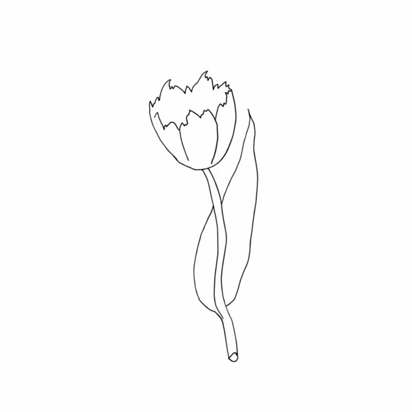 Векторный Милый Тюльпан Ботанический Весенний Цветок Нарисовал Чёрный Контур Белом — стоковый вектор