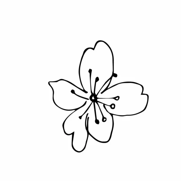 向量一Sakura 黑色的春天在白色孤立的背景上描绘着花朵线条艺术 婚礼设计 印刷品 版面设计 — 图库矢量图片