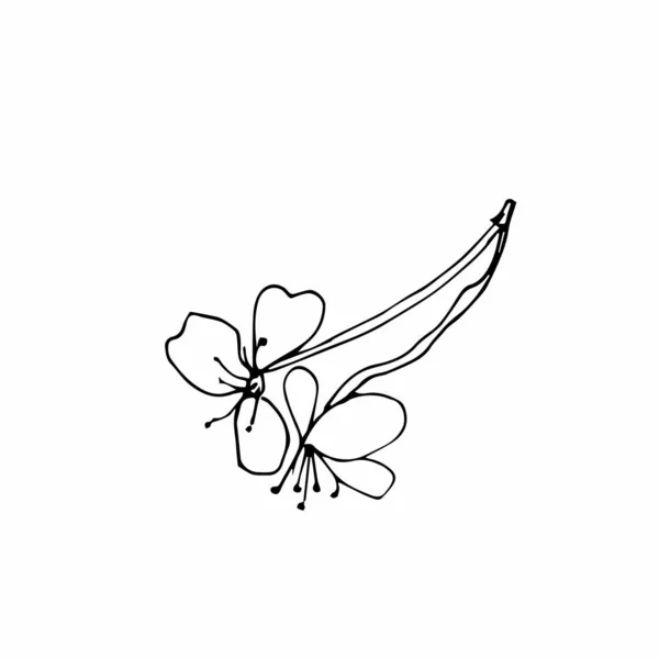 Vektor Jedna Sakura Černé Jarní Ilustrace Květiny Linie Umění Bílém — Stockový vektor