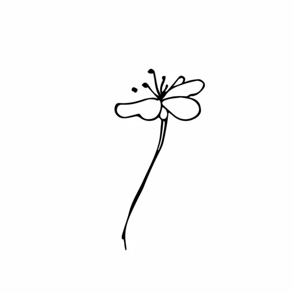 Vector Één Sakura Zwarte Lente Illustratie Bloemen Lijn Kunst Een — Stockvector