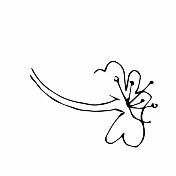 Vector One Sakura Black Spring Illustration Flowers Line Art White — Stock Vector