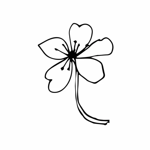 Вектор Один Сакура Черная Весна Иллюстрация Цветы Линии Искусства Белом — стоковый вектор