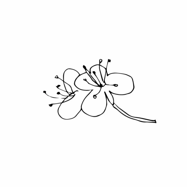 Vektor Jedna Sakura Černé Jarní Ilustrace Květiny Linie Umění Bílém — Stockový vektor