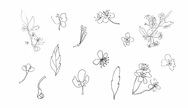 Ensemble Vectoriel Clipart Sakura Illustration Printemps Noir Fleurs Ligne Art — Image vectorielle