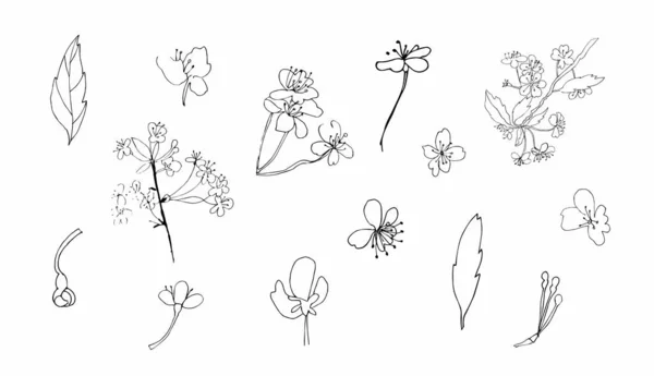 Vector Set Sakura Clipart Ilustración Primavera Negra Flores Línea Arte — Vector de stock