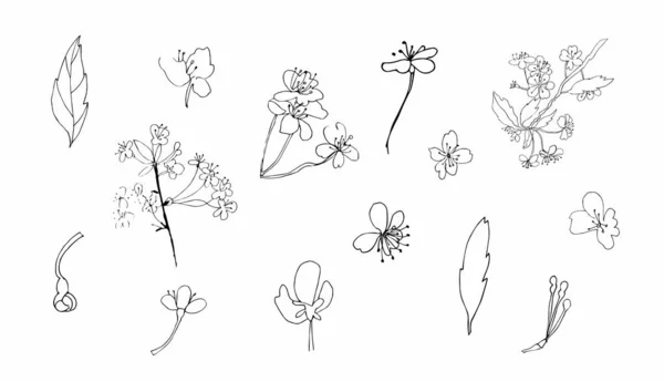 Vektör sakura clipart 'ı ayarladı. Siyah bahar çiçekleri beyaz izole arkaplanda sergilenir. Düğünler, baskılar, çıkartmalar, web, renklendirme, kartlar, düzenler için tasarım.