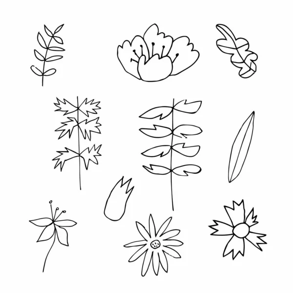 Set Von Vektorblumen Und Blättern Handgezeichnete Clip Art Black Line — Stockvektor