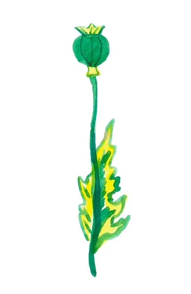 One watercolor poppy branch hand drawn. Spring flower illustrati — 스톡 사진