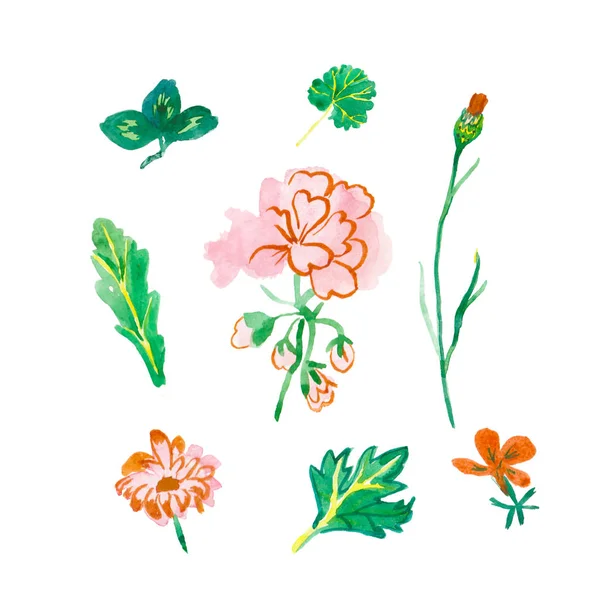 Set Acquerello Rosa Arancio Primula Viola Fiordaliso Foglie Verdi Disegnato — Foto Stock