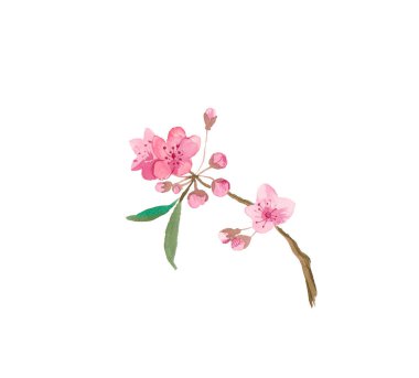 Bir dallı suluboya sakura, çiçekler, yapraklar ve bular. Botan