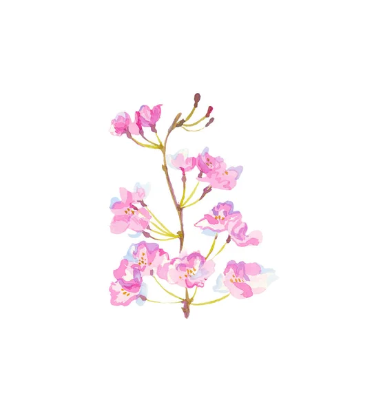 Une branche aquarelle sakura avec fleurs, feuilles et bourgeons.Botan — Photo