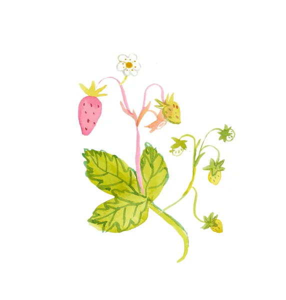 Aquarelle rose feuilles de fraise avec tige verte. Illustrat — Photo