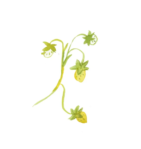緑色の茎を持つ水彩イチゴ。白い孤立した背景に描かれた黄色の果実の手のイラスト。包装紙、印刷、壁紙、はがき、ソーシャルメディア、ウェブ用のデザイン. — ストック写真