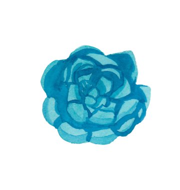 Mavi Aqua Menthe ve Fantom Mavisi Echeveria suluboya. Bir hastalık.