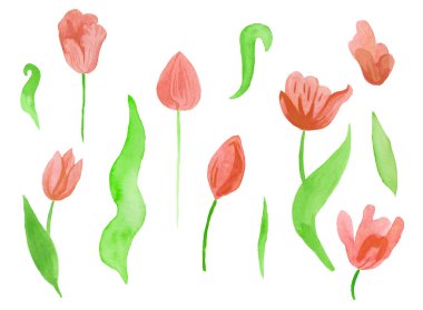 Yapraklı şirin pembe suluboya laleler. Botanik bahar çiçeklerinin beyaz yalıtılmış arka plan çizimine tırman. Düğünler, hediye kartları, tekstil ve çıkartmalar için tasarım.