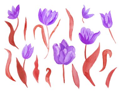 Yapraklı şirin pembe suluboya laleler. Botanik bahar çiçeklerinin beyaz yalıtılmış arka plan çizimine tırman. Düğünler, hediye kartları, tekstil ve çıkartmalar için tasarım.