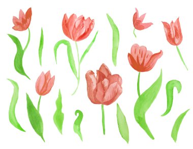 Yapraklı şirin pembe suluboya laleler. Botanik bahar çiçeklerinin beyaz yalıtılmış arka plan çizimine tırman. Düğünler, hediye kartları, tekstil ve çıkartmalar için tasarım.