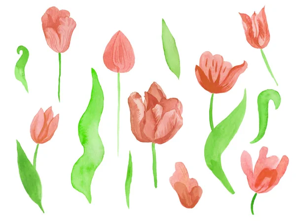 A set of cute pink watercolor tulips with leaves. Clipart collection of botanical spring flowers on white isolated background hand drawn. Design for weddings, gift cards, textiles and stickers. — Stock Photo, Image