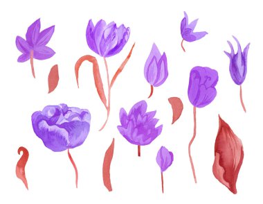 Yapraklı şirin pembe suluboya laleler. Botanik bahar çiçeklerinin beyaz yalıtılmış arka plan çizimine tırman. Düğünler, hediye kartları, tekstil ve çıkartmalar için tasarım.