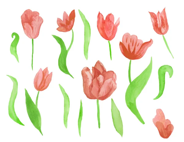 A set of cute pink watercolor tulips with leaves. Clipart collection of botanical spring flowers on white isolated background hand drawn. Design for weddings, gift cards, textiles and stickers. — Stock Photo, Image