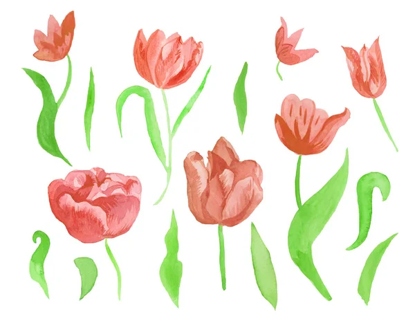 A set of cute pink watercolor tulips with leaves. Clipart collection of botanical spring flowers on white isolated background hand drawn. Design for weddings, gift cards, textiles and stickers. — Stock Photo, Image