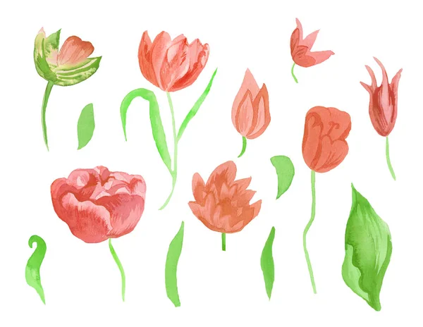 A set of cute pink watercolor tulips with leaves. Clipart collection of botanical spring flowers on white isolated background hand drawn. Design for weddings, gift cards, textiles and stickers. — Stock Photo, Image
