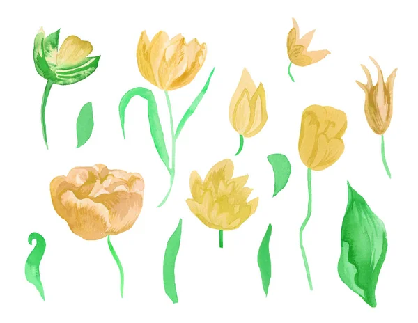 Un ensemble de tulipes d'aquarelle rose mignon avec des feuilles. Clipart collection de fleurs botaniques de printemps sur fond blanc isolé dessiné à la main. Conception pour mariages, cartes cadeaux, textiles et autocollants . — Photo