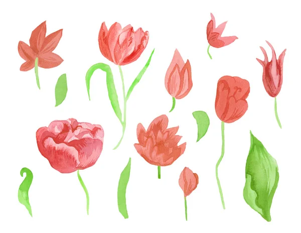 A set of cute pink watercolor tulips with leaves. Clipart collection of botanical spring flowers on white isolated background hand drawn. Design for weddings, gift cards, textiles and stickers. — Stock Photo, Image