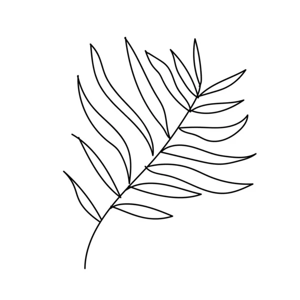 The vector leaf of the palm hand drawn. Tropical and botanical illustration black line art on a white isolated background. Design for web,social networks,textiles,stickers, cards, packaging,wallpaper.