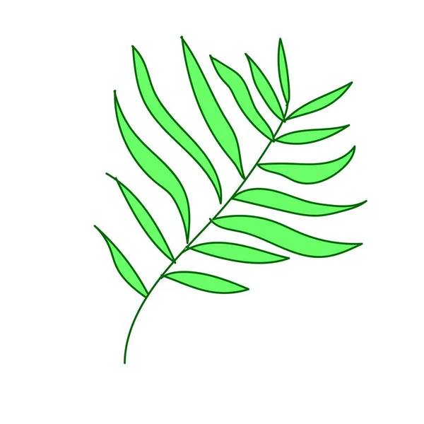 La foglia vettoriale della mano di palma disegnata. Illustrazione tropicale e botanica linea verde arte su sfondo bianco isolato.Progettazione per web, social network, adesivi, carte, imballaggi, carta da parati . — Vettoriale Stock