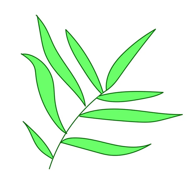 La hoja vectorial de la palma dibujada a mano. Ilustración tropical y botánica arte de línea verde sobre un fondo blanco aislado.Diseño para web, redes sociales, pegatinas, tarjetas, embalaje, papel pintado . — Archivo Imágenes Vectoriales