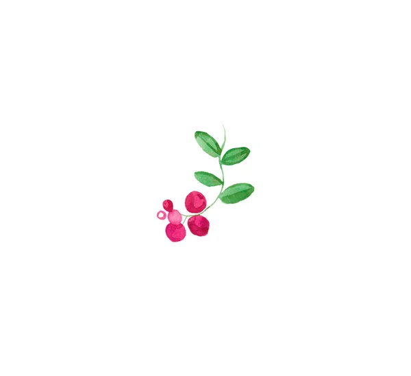 Ένα Κόκκινο Βατόμουρο Πράσινα Φύλλα Berry Εικόνα Ένα Λευκό Απομονωμένο — Φωτογραφία Αρχείου