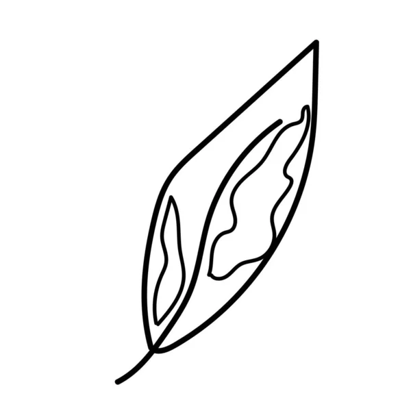 Het Vectorblad Van Calathea Hand Getekend Tropische Botanische Illustratie Zwarte — Stockvector