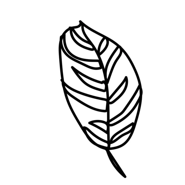 Folha Vetorial Mão Calathea Desenhada Ilustração Tropical Botânica Arte Linha —  Vetores de Stock