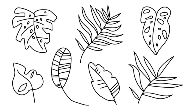 Векторний Набір Тропічних Листя Монстрів Бананів Пальмових Дерев Ботанічна Ілюстрація — стоковий вектор