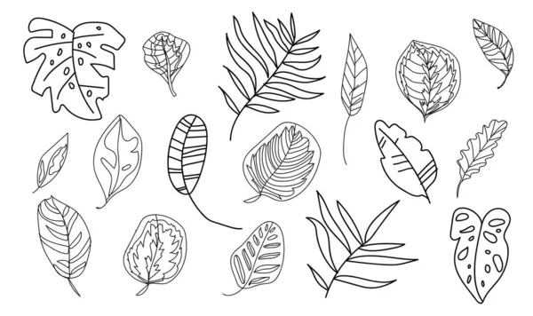 Ensemble Vectoriel Feuilles Tropicales Monstres Bananiers Palmiers Calathea Illustration Botanique — Image vectorielle