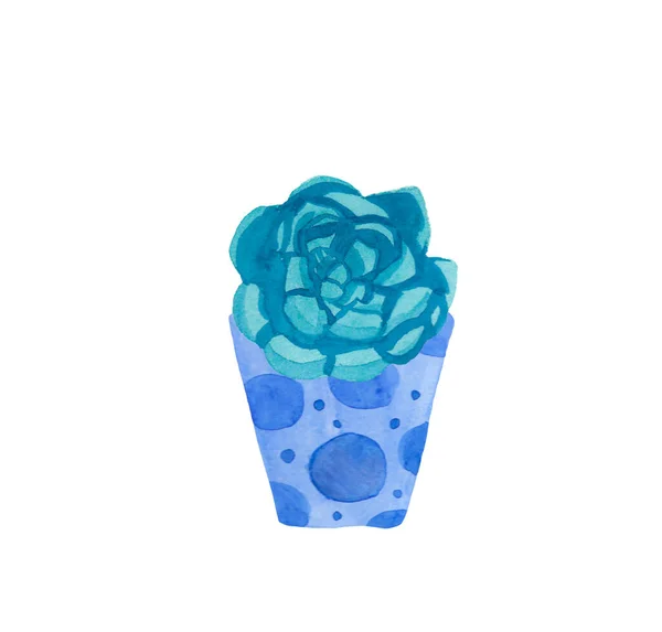 Акварель Эчеверия Aqua Menthe Фантом Blue Иллюстрации Суккулент Домашнего Растения — стоковое фото