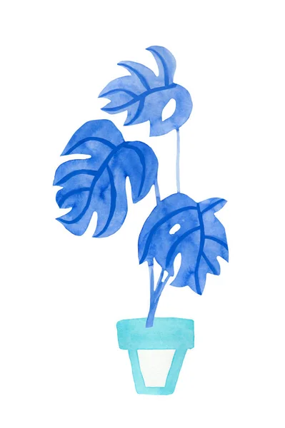 Aquarell Monstera Phantom Blue Illustration Der Heimischen Pflanze Auf Weißem — Stockfoto