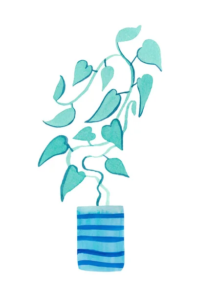 Watercolor Liana Blue Aqua Menthe Phantom Blue Illustration Home Plant — 스톡 사진
