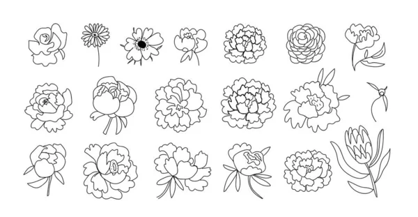 Büyük Çiçek Seti Peony Rose Gerber Anemon Protein Botanik Illüstrasyonları — Stok Vektör