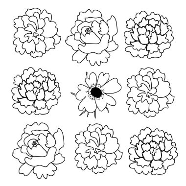 Şakayık, gül ve şakayık desenli. Botanik karalama, beyaz izole bir arka planda siyahtır. Renklendirme, kartlar, ambalaj, web, sosyal ağlar için tasarım.
