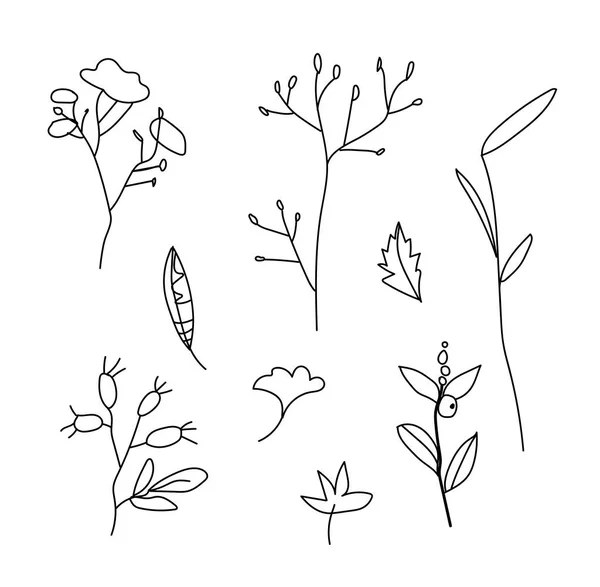 Einfache Vektorblätter Zweige Und Beeren Botanische Herbstillustration Mit Schwarzen Linien — Stockvektor