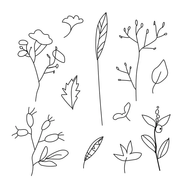 简单的向量叶 分枝和柏树 植物秋天的插图 白色孤立的背景涂鸦上有黑线 印刷品设计 — 图库矢量图片