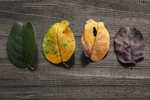 autumn background with different shades leaves. fall season. Gradient leaves on different stage autumns senescence. colorful autumn leaves on rustic wooden boards texture. copy space