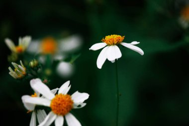 Ormanda beyaz çiçekler