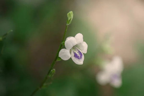 Bílé Divoké Květiny Přírodě — Stock fotografie