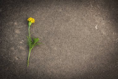 Marigold yerde yatıyor.