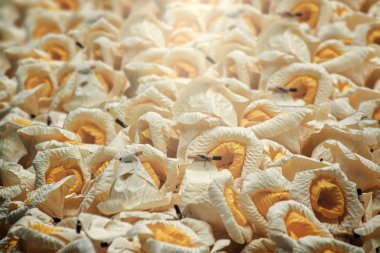 Arkaplan ve kopyalama alanları için Tayland Yapay Cenaze Çiçeği