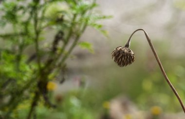Kadife çiçekleri bahçede solmuş.